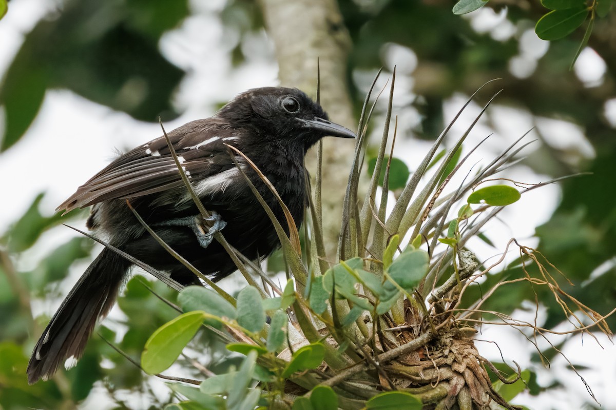 Serra Antwren - ML647021767