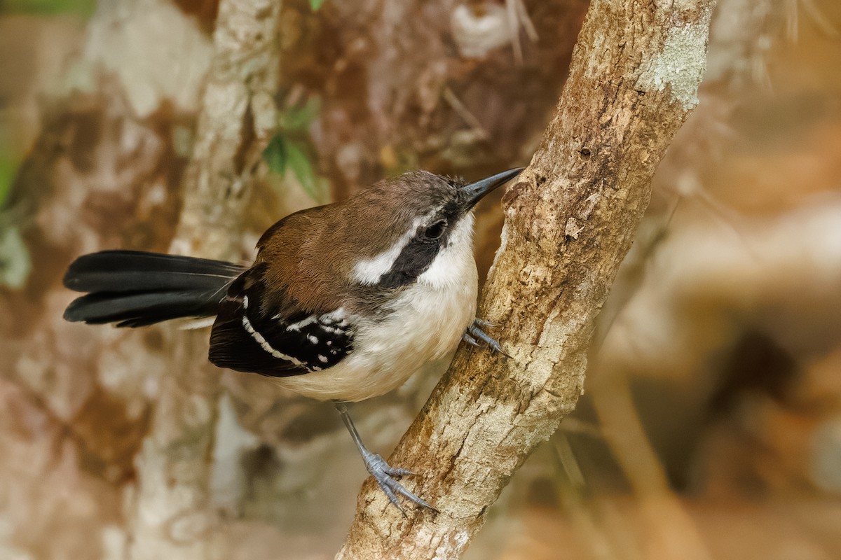 Serra Antwren - ML647021768