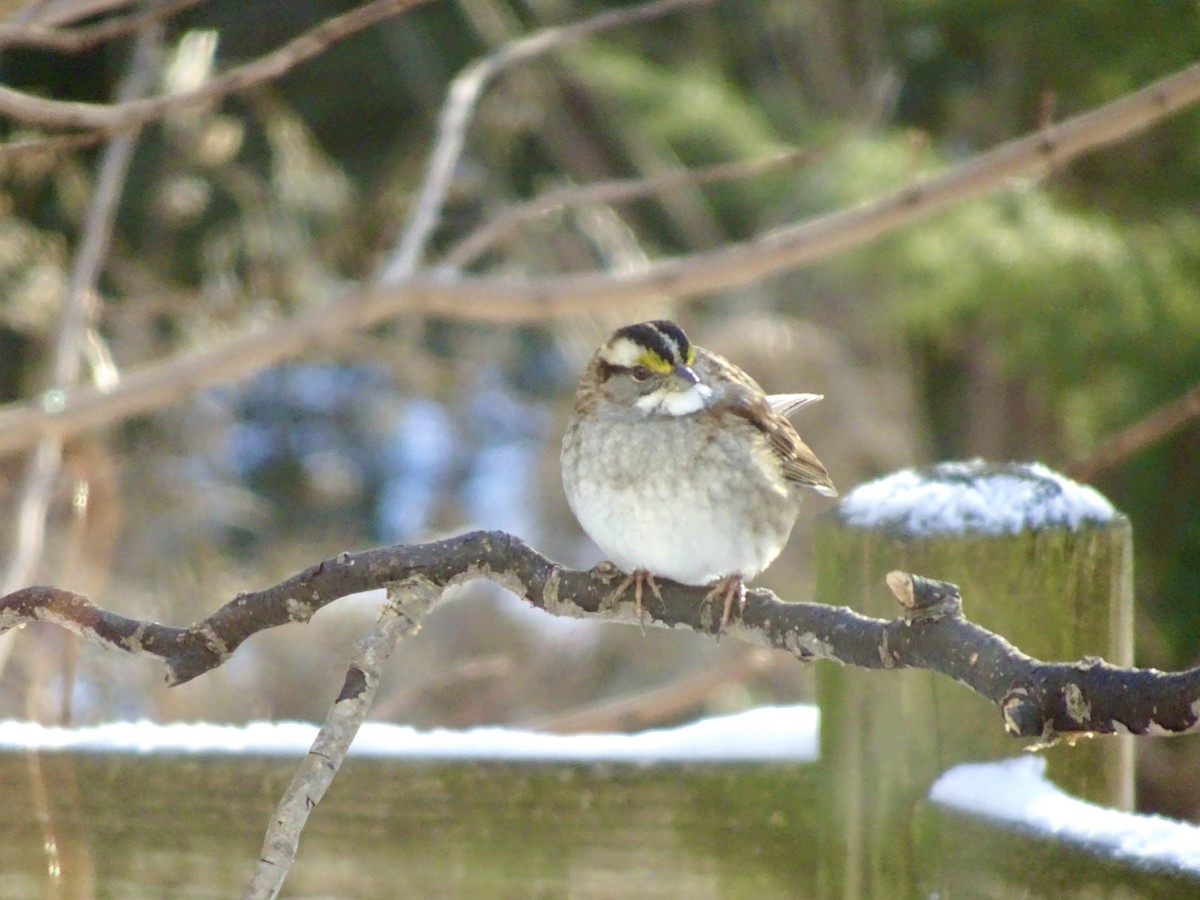 White-throated Sparrow - ML647021770