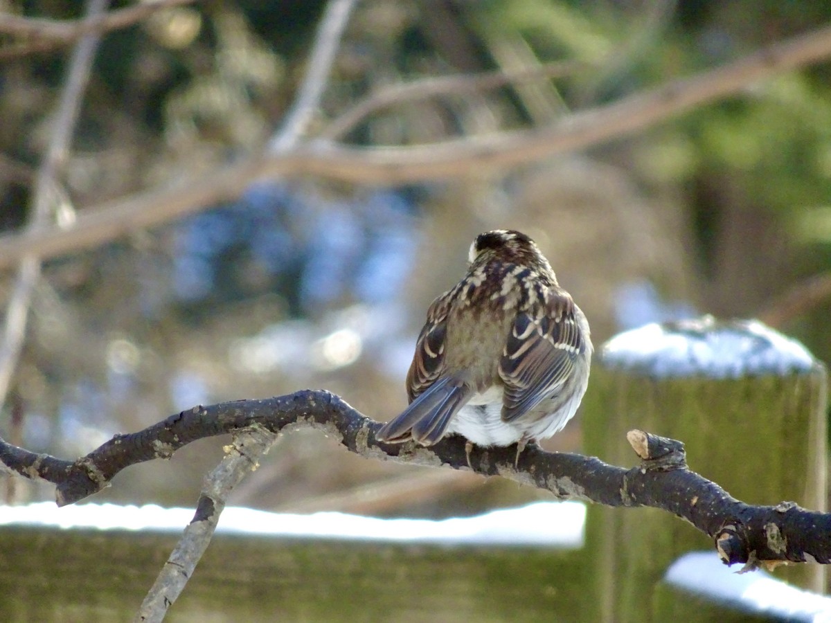 White-throated Sparrow - ML647021771