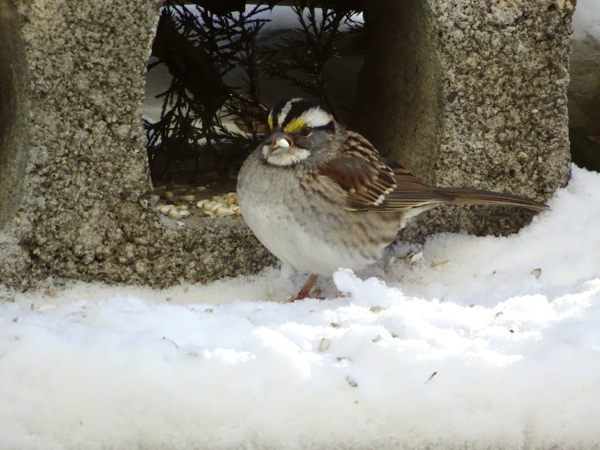 White-throated Sparrow - ML647021772