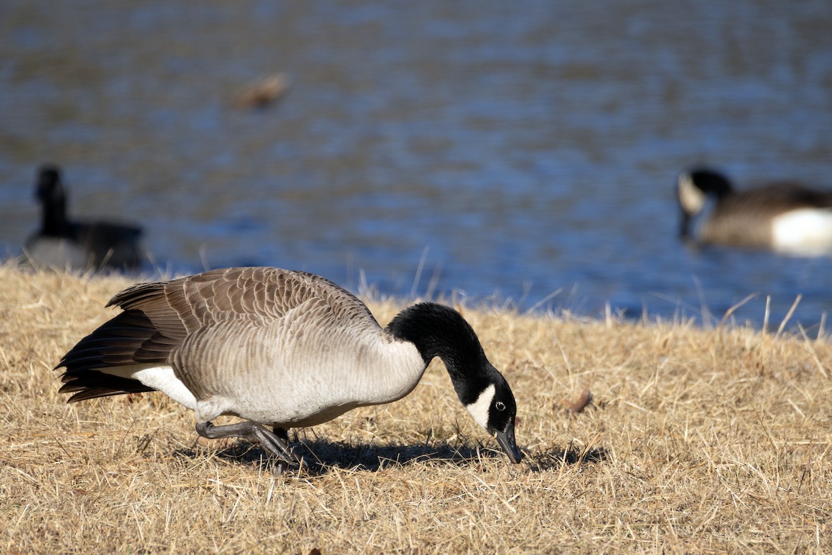 Barnacla Canadiense Grande - ML647021775