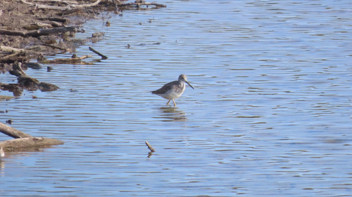 Greater Yellowlegs - ML647021781