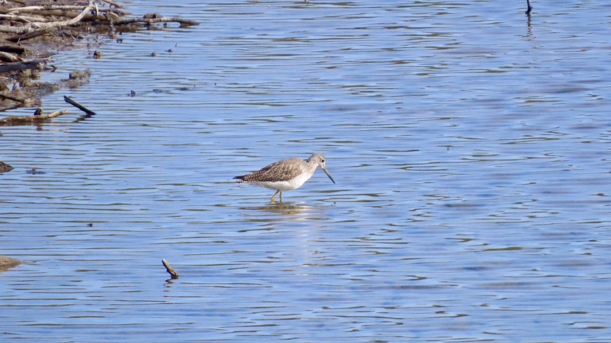 Greater Yellowlegs - ML647021802