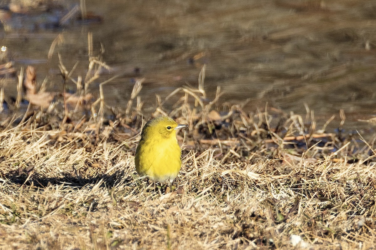 Pine Warbler - ML647021811