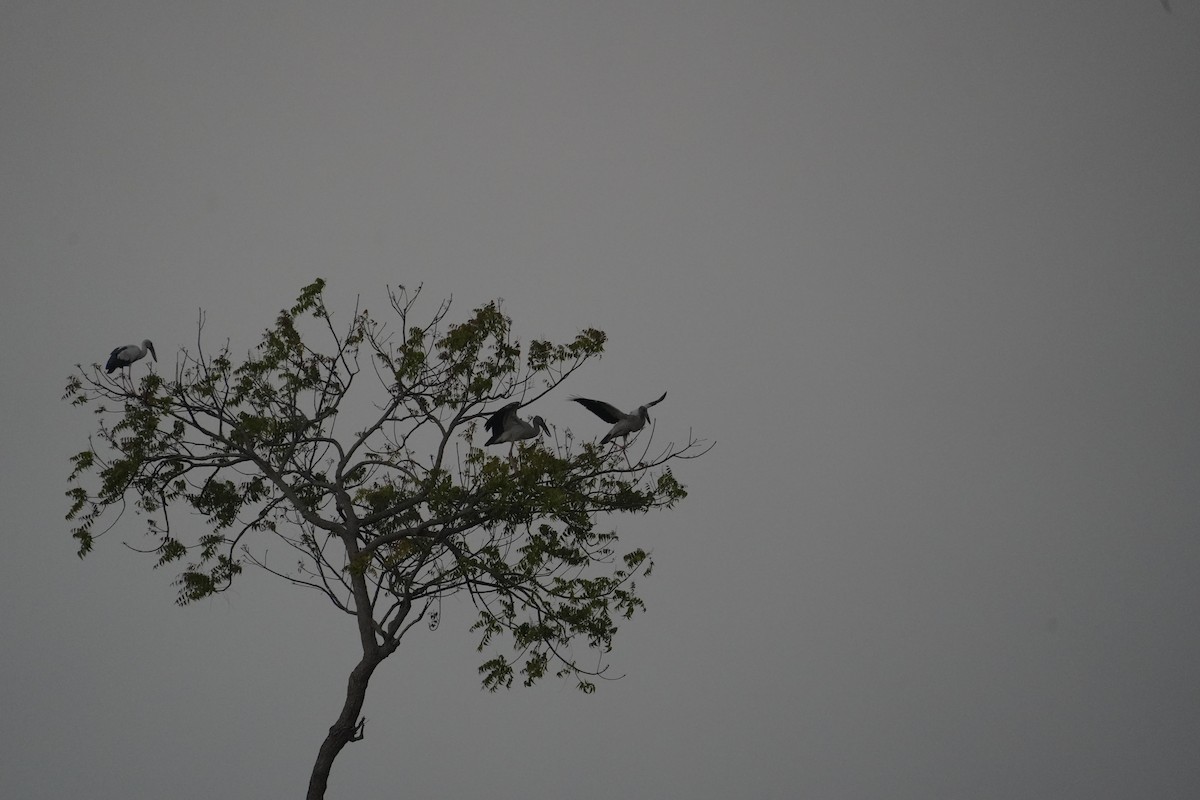 Matxardamoko zuria - ML647021812