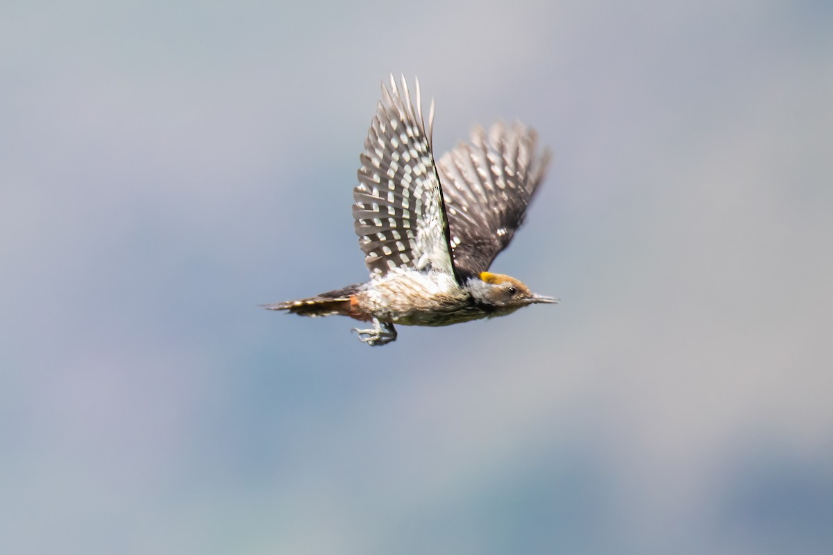 bergspett - ML647021815