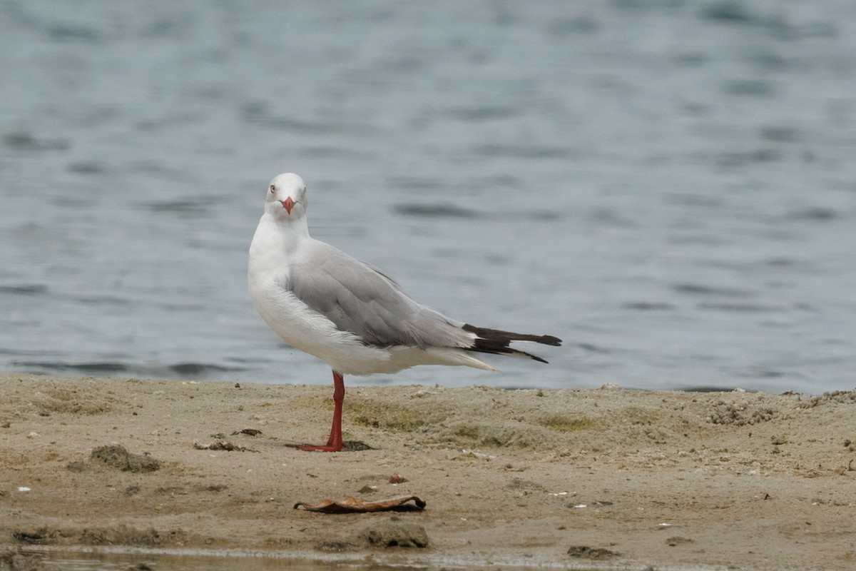 Gray-hooded Gull - ML647021816