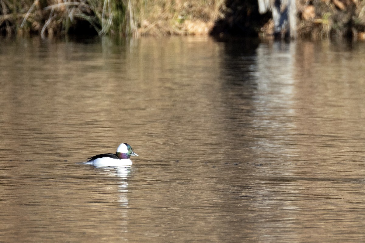 Bufflehead - ML647021819
