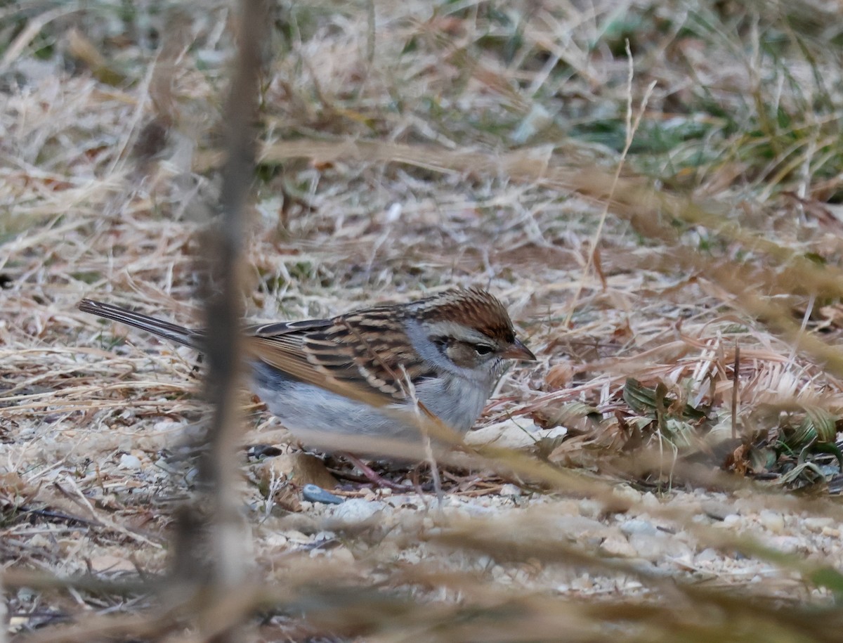 Chipping Sparrow - ML647021820