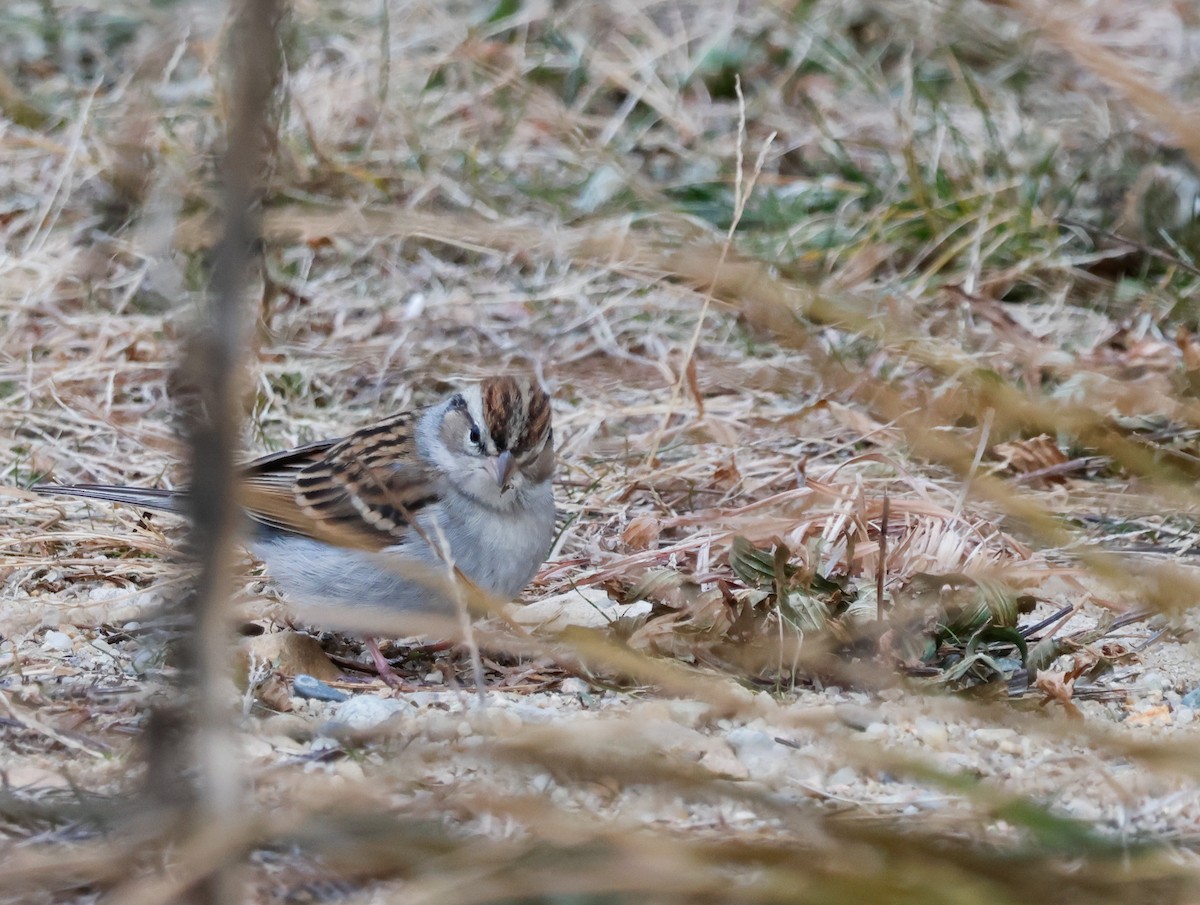 Chipping Sparrow - ML647021821