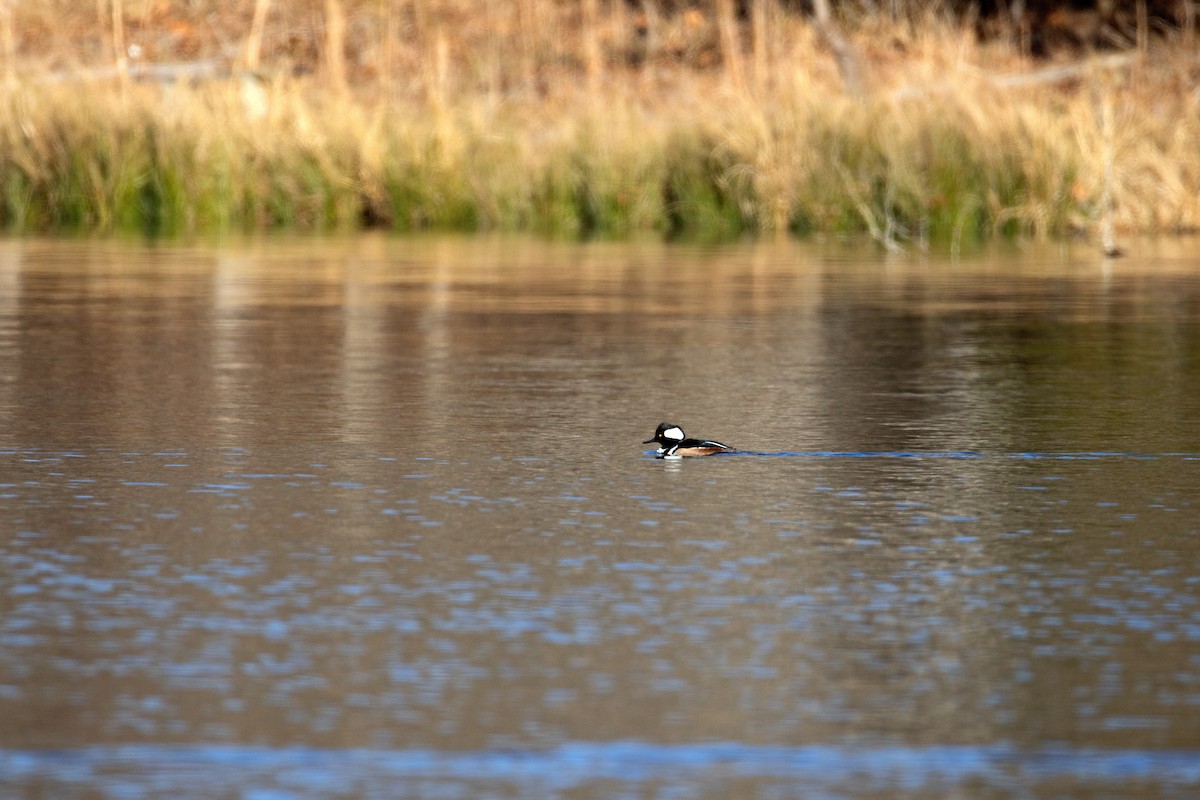 Hooded Merganser - ML647021833