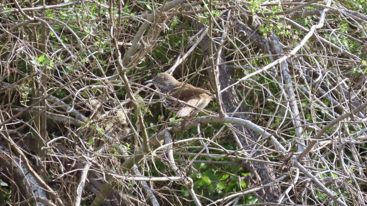Long-billed Thrasher - ML647021836