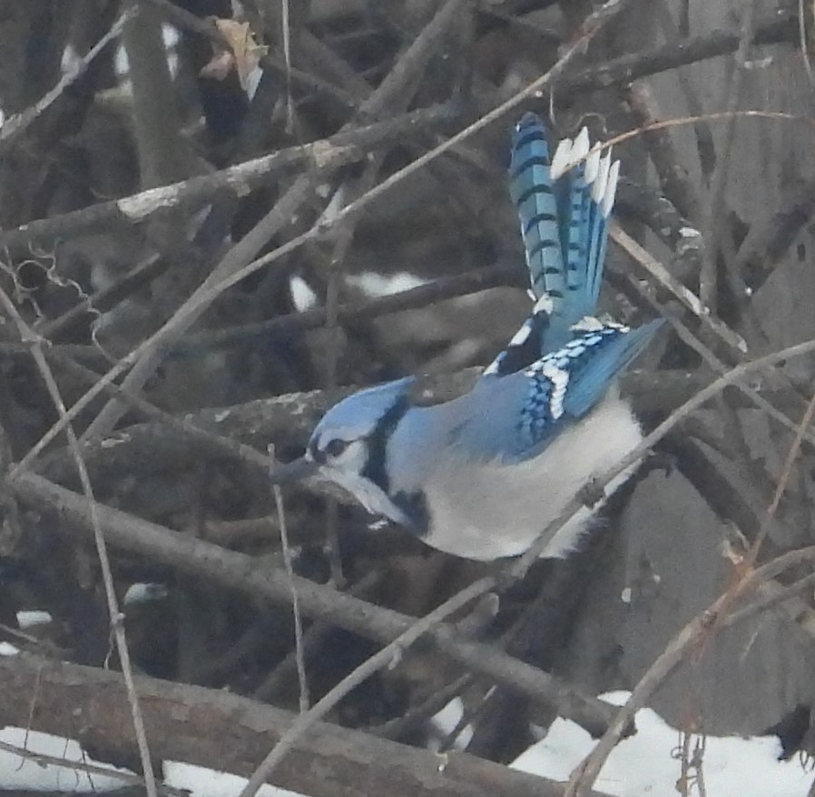 Blue Jay - ML647021840