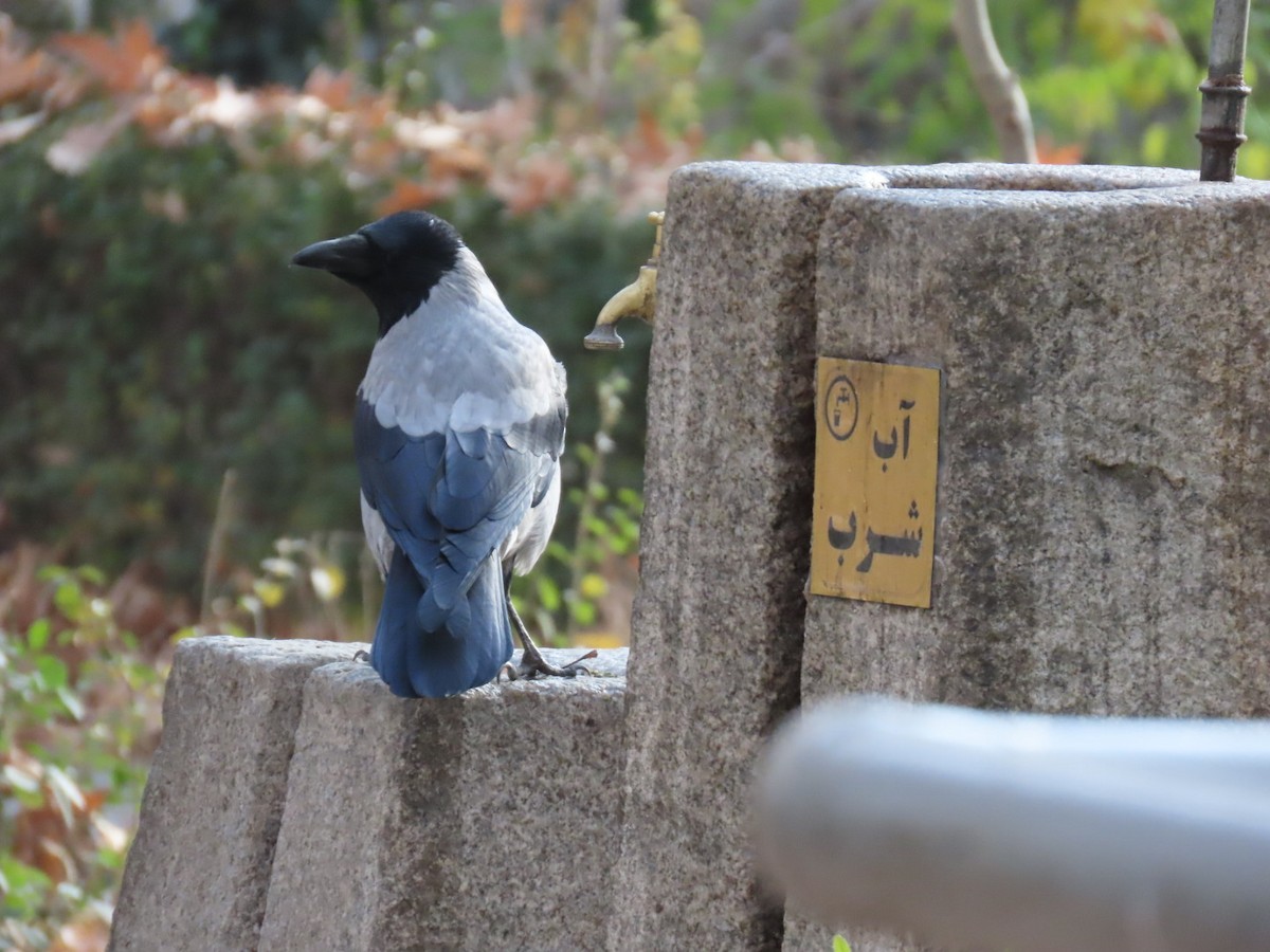 Hooded Crow - ML647021850
