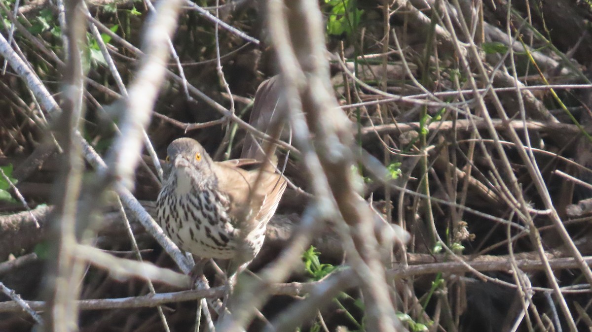Long-billed Thrasher - ML647021855