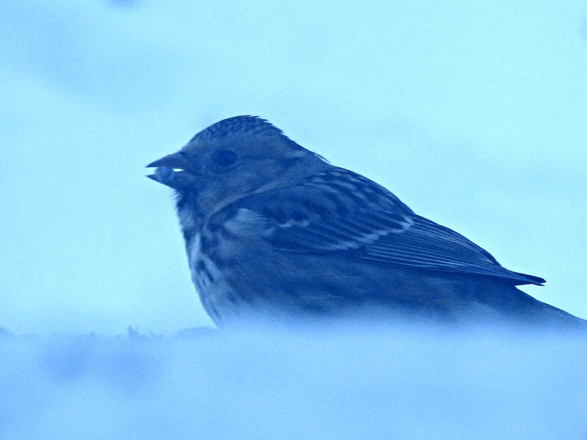 granspurv - ML647021856