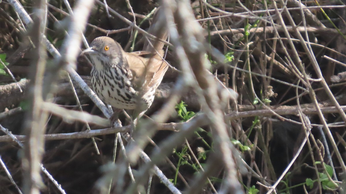 Long-billed Thrasher - ML647021857