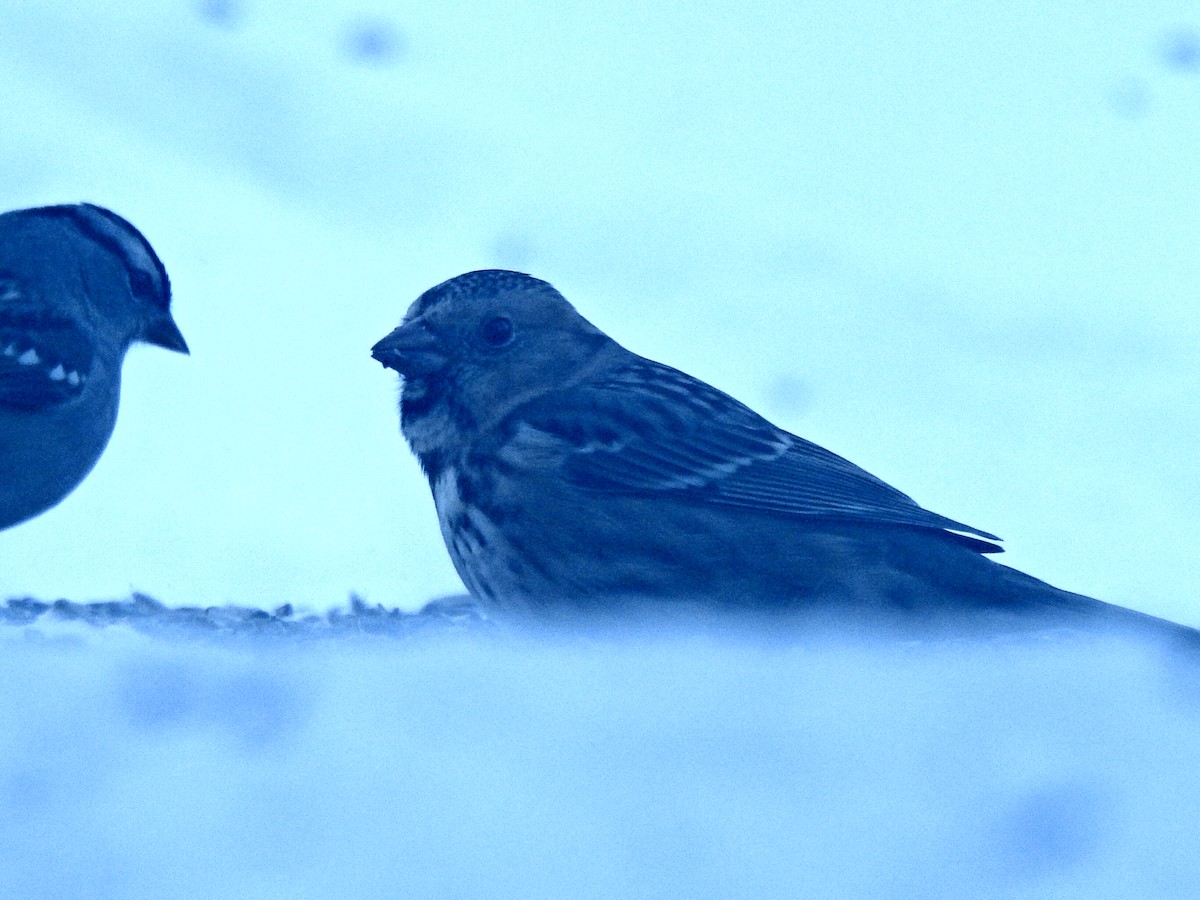 granspurv - ML647021858