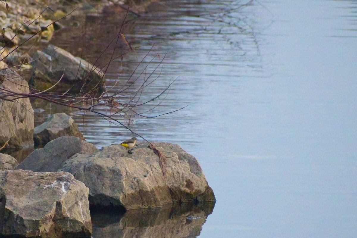 Gray Wagtail - ML647021860