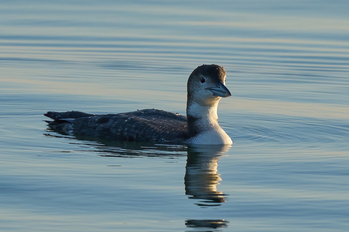 Common Loon - ML647021865