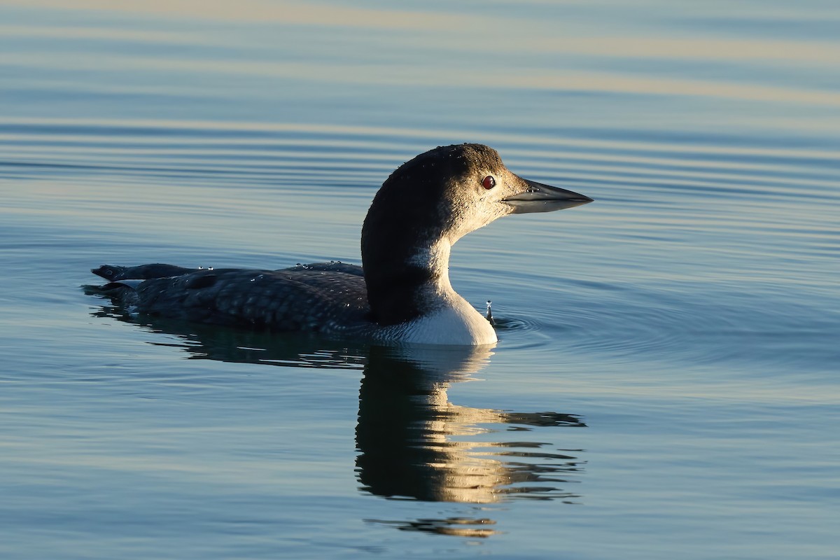 Common Loon - ML647021866