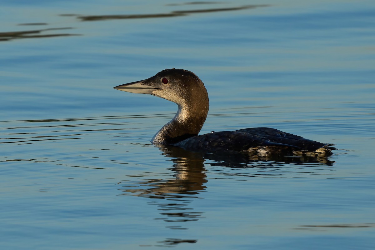 Common Loon - ML647021867