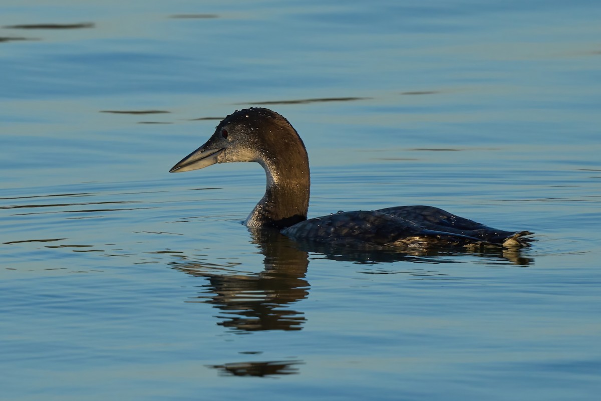 Common Loon - ML647021868