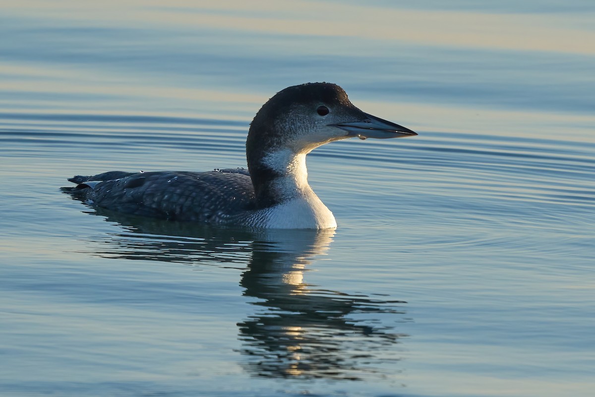 Common Loon - ML647021869