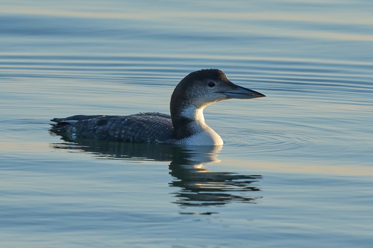 Common Loon - ML647021870