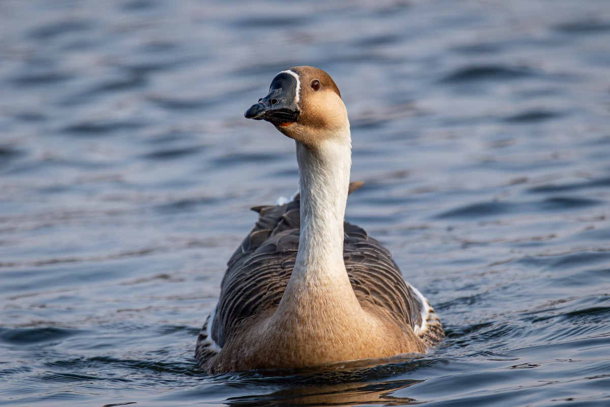 Ánsar Cisnal - ML647021881