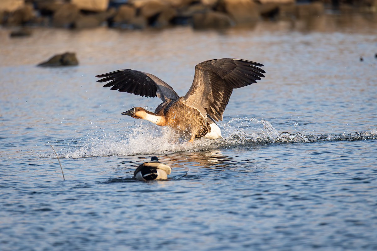 Ánsar Cisnal - ML647021882