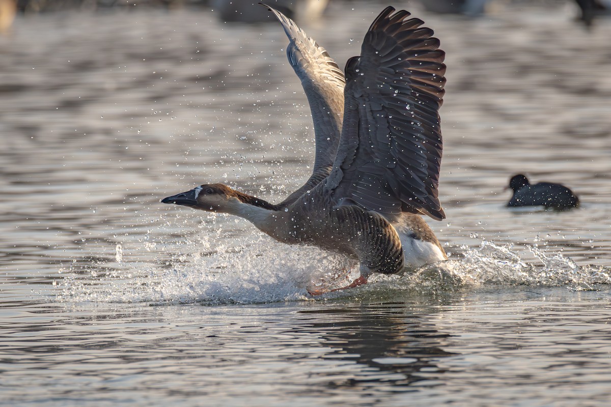 Ánsar Cisnal - ML647021883