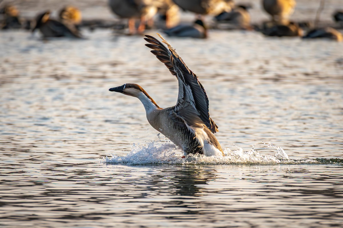Ánsar Cisnal - ML647021884
