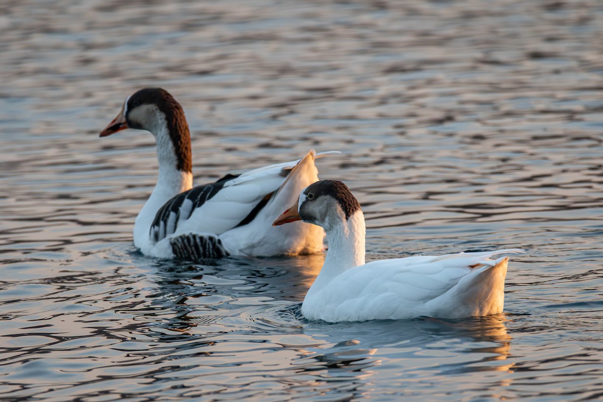 Ánsar Cisnal (variedad doméstica) - ML647021886