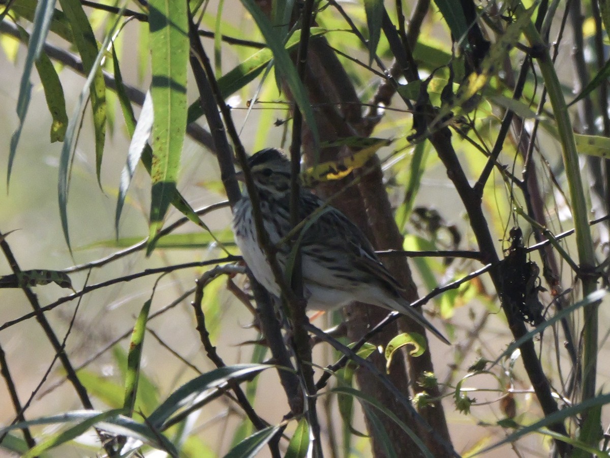 Savannah Sparrow - ML647021889