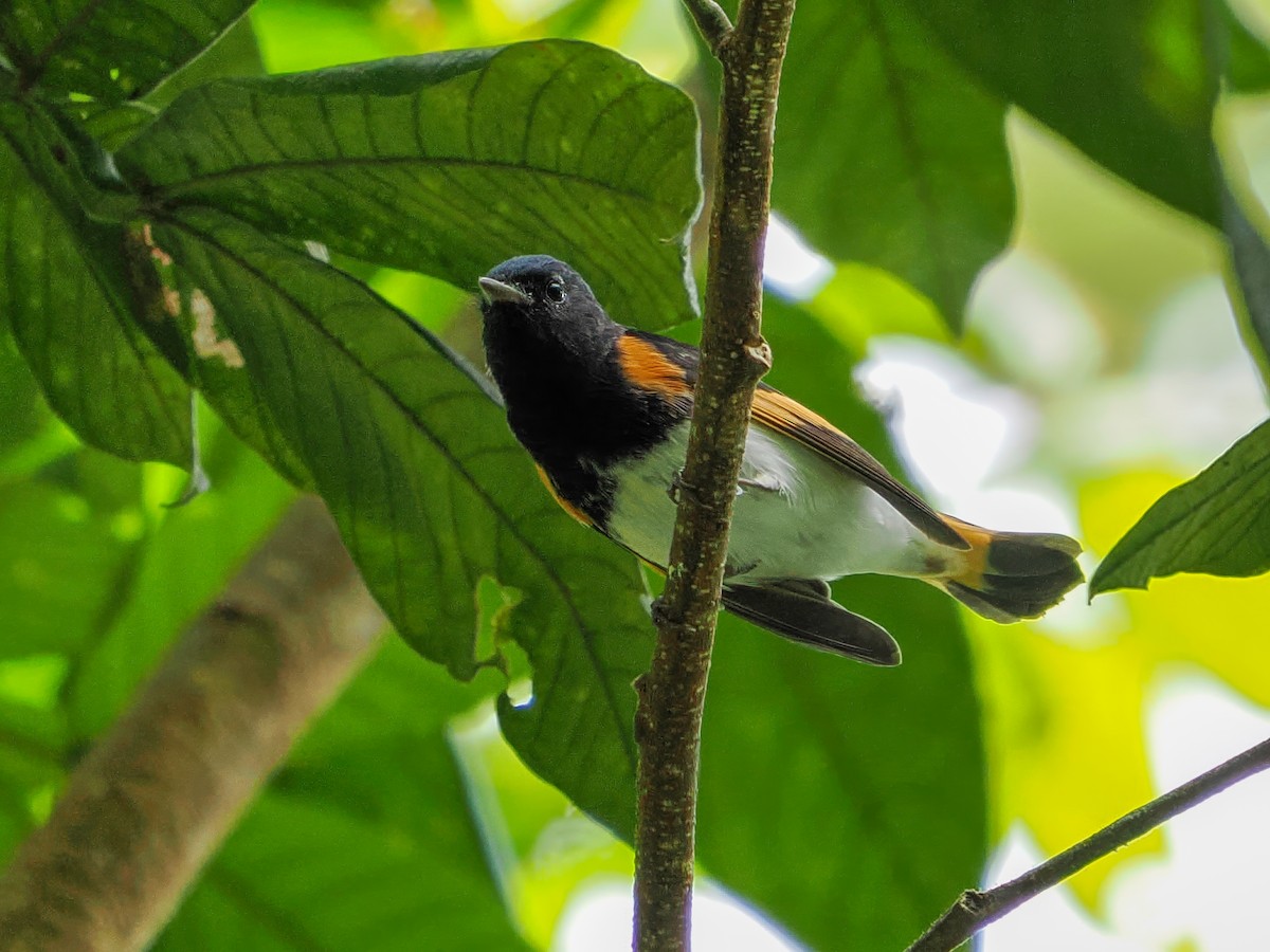 American Redstart - ML647021891