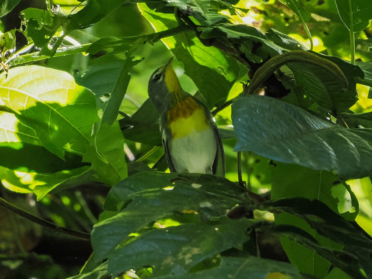 Northern Parula - ML647021897