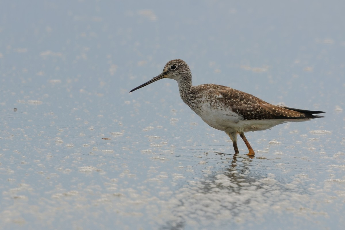 Greater Yellowlegs - ML647021901