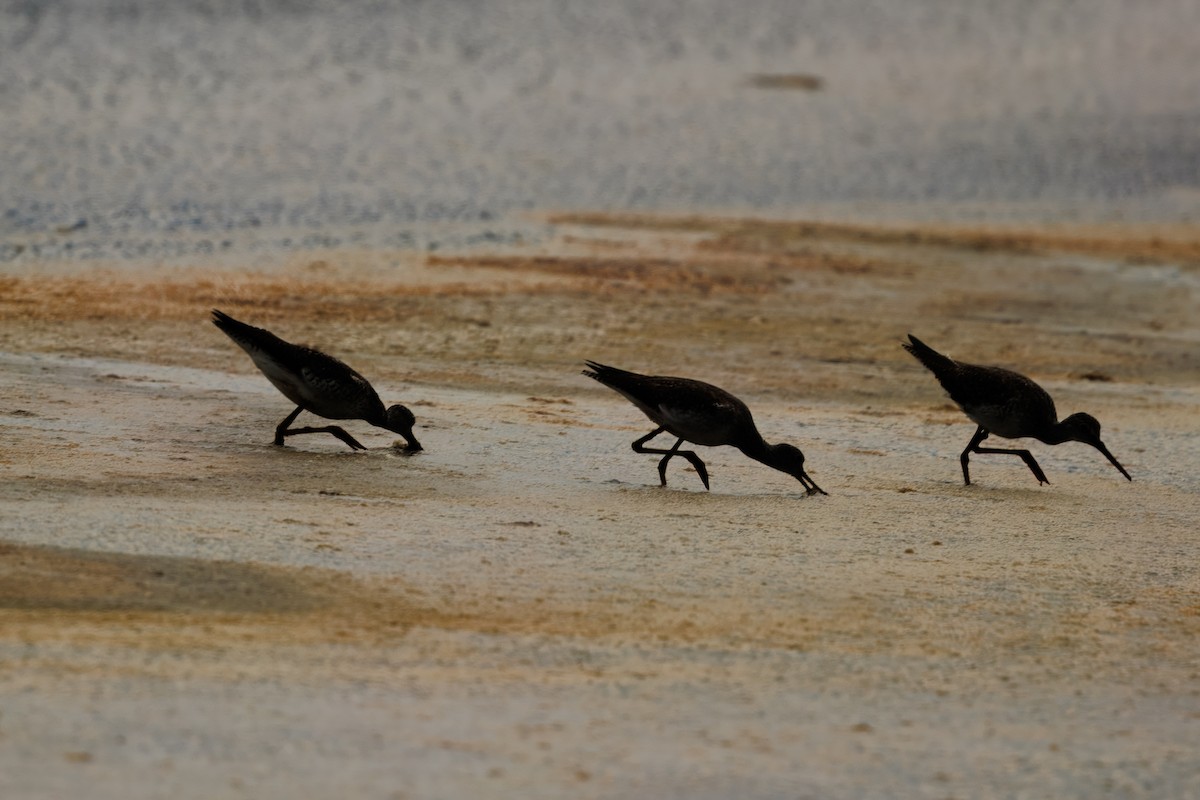 Greater Yellowlegs - ML647021902