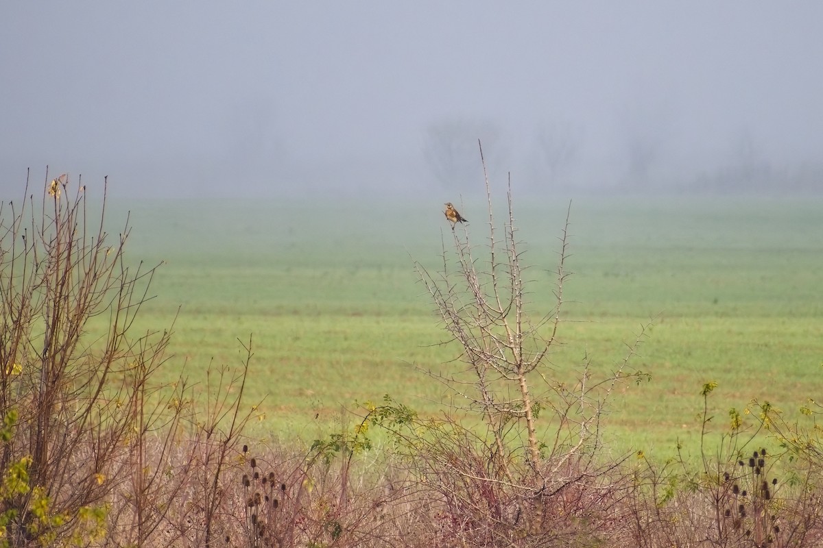 Fieldfare - ML647021905