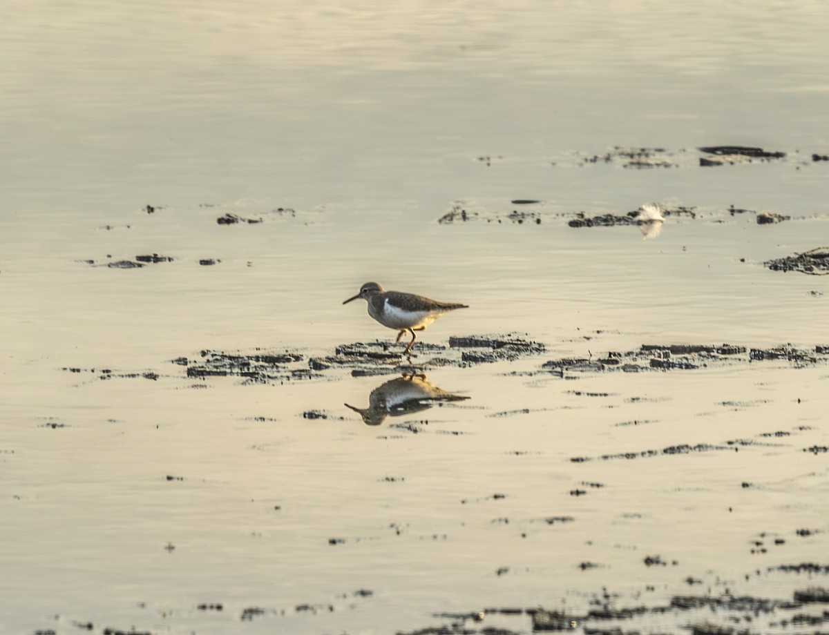 アメリカイソシギ - ML647021906