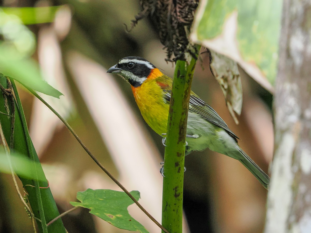 Puerto Rican Spindalis - ML647021908