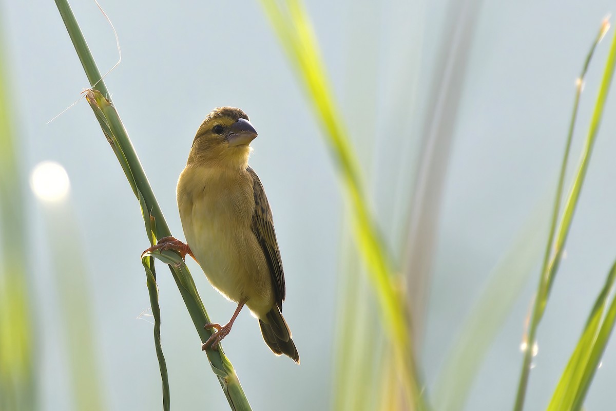 Asian Golden Weaver - ML647021915