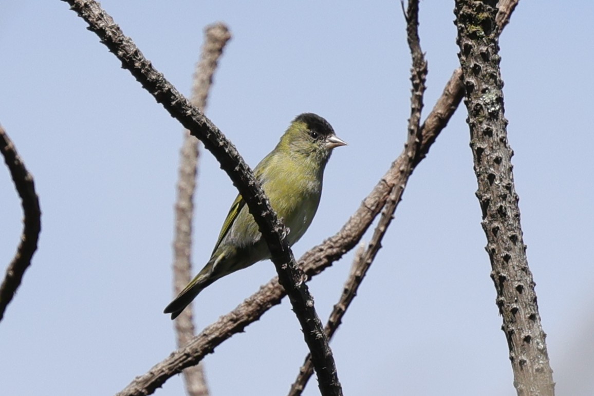 Kara Başlıklı İskete - ML647021923