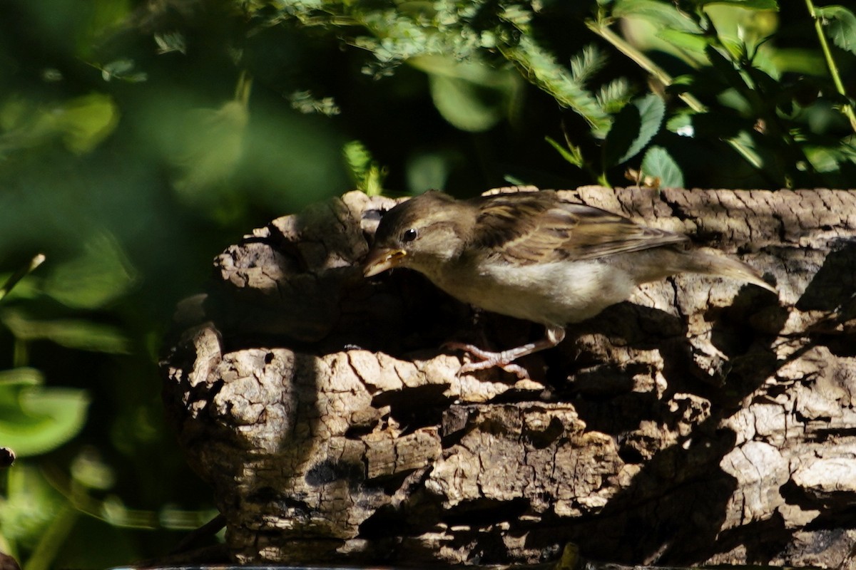 vrabec domácí - ML647021937