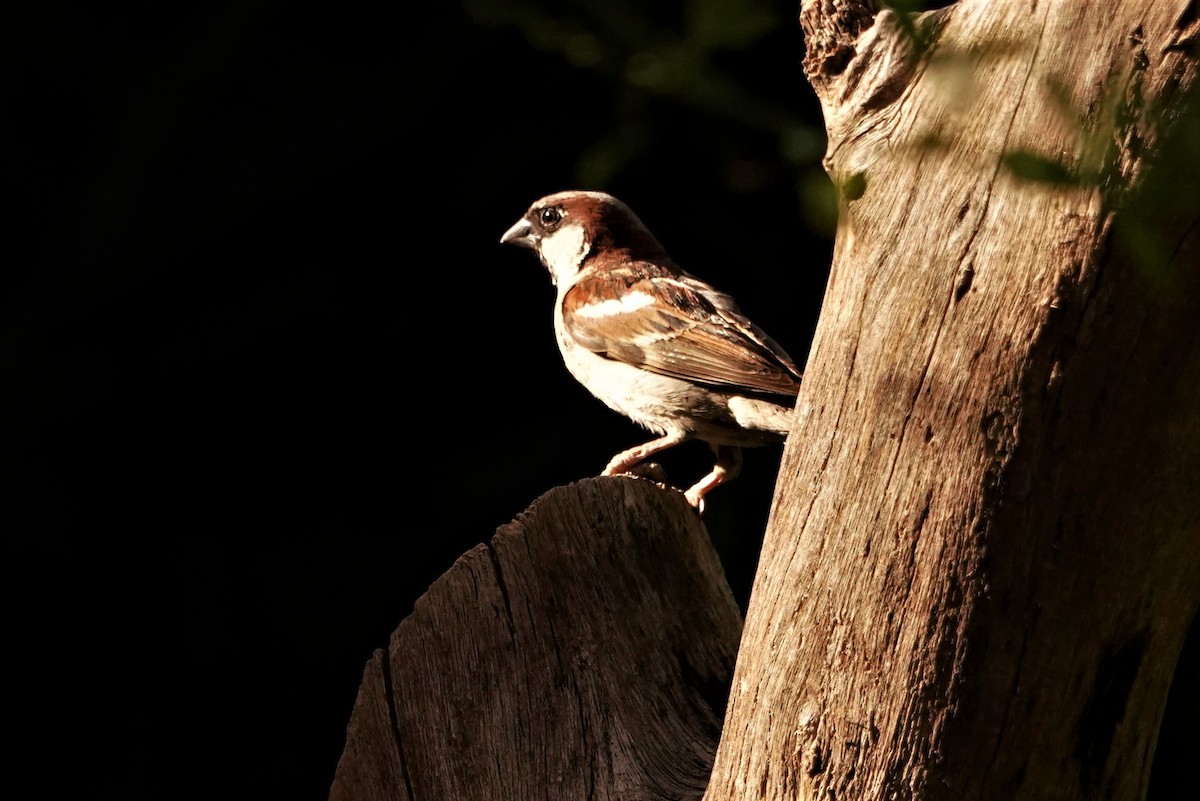 vrabec domácí - ML647021938