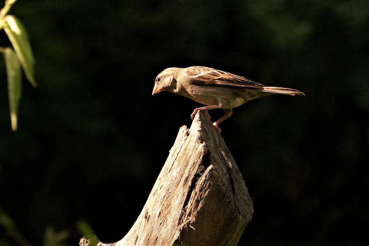 vrabec domácí - ML647021939