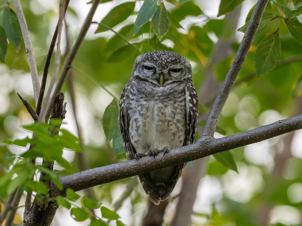 Spotted Owlet - ML647021940