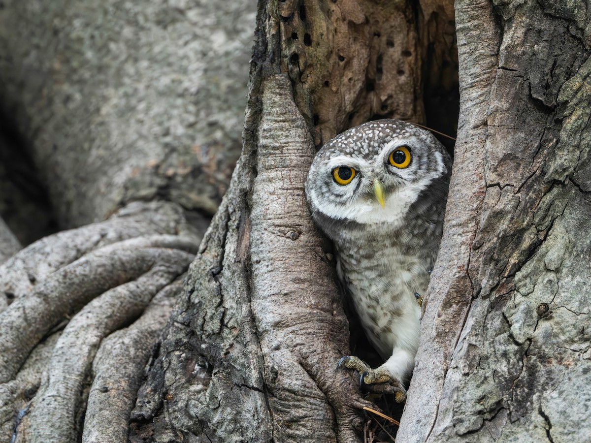 Spotted Owlet - ML647021941
